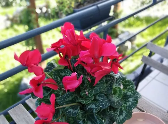 Cristiano 3* Cosenza